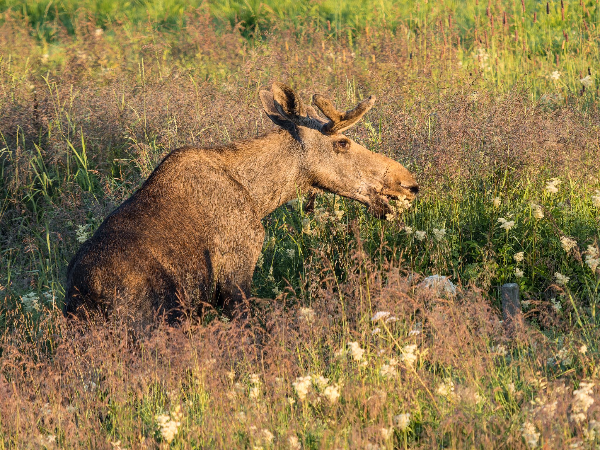 250723 0451 H  1HR1146 DxO DeepPRIME XD2s